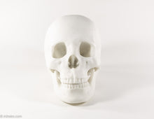 Load image into Gallery viewer, REALISTIC WHITE RESIN LIFE-SIZE HUMAN SKULL MODEL/FIGURE