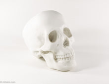 Load image into Gallery viewer, REALISTIC WHITE RESIN LIFE-SIZE HUMAN SKULL MODEL/FIGURE