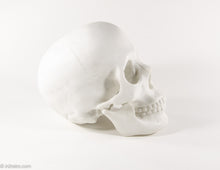Load image into Gallery viewer, REALISTIC WHITE RESIN LIFE-SIZE HUMAN SKULL MODEL/FIGURE