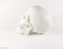 Load image into Gallery viewer, REALISTIC WHITE RESIN LIFE-SIZE HUMAN SKULL MODEL/FIGURE