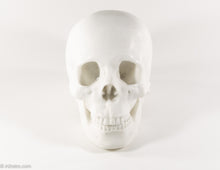 Load image into Gallery viewer, REALISTIC WHITE RESIN LIFE-SIZE HUMAN SKULL MODEL/FIGURE